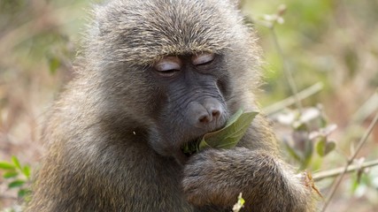 Babouin, Parc de  Manyara, Tanzanie