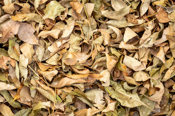 Colorful fall dry leaves background