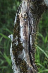 Verwittertrer alter Baustamm