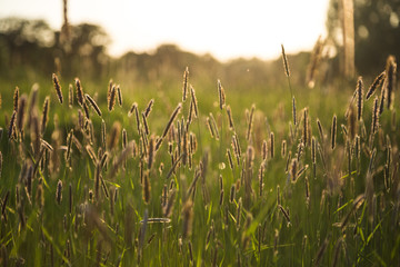 Fototapeta premium Wiese im Sonnenlicht