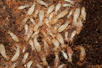 colonie de termite colony