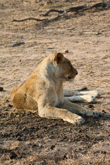 Animal de la savane