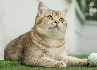 British shorthair cat playing golf ball in a field