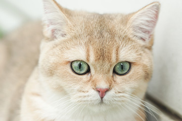 Fototapeta premium The face of British shorthair cat