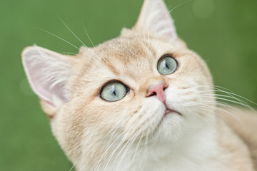 The face of British shorthair cat