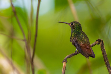 Hummingbird Costa Rica