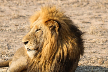 Animal de la savane