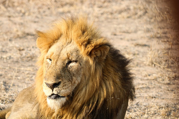 Animal de la savane