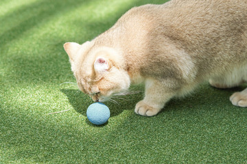 British shorthair cat playing a blue ball in a field