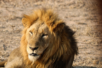 Animal de la savane