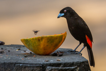 Tanager Costa Rica