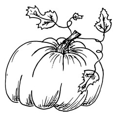 Pumpkin with leaves. Vector illustration of a big pumpkin on Halloween. Hand drawn doodle large pumpkin with leaves. Image black and white pumpkin.