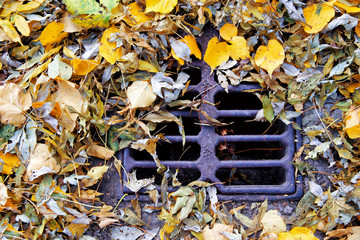 Autumn leaves in a sewer drain in Kiev park. Ukrain