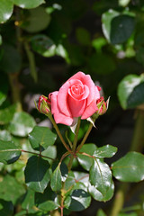 rose an einer hauswand