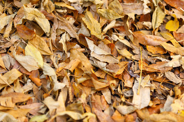 autumn leaves background. fallen leaves on ground