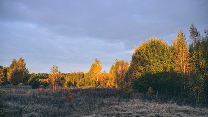 Fototapeta premium Crowns of autumn trees in the rays of dawn.