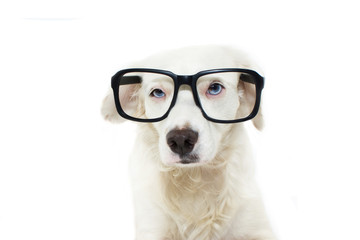FUNNY AND SERIOUS DOG WEARING BLACK EYE GLASSES WITH BLUE EYES. ISOLATED SHOT AGAINST WHITE BACKGROUND.