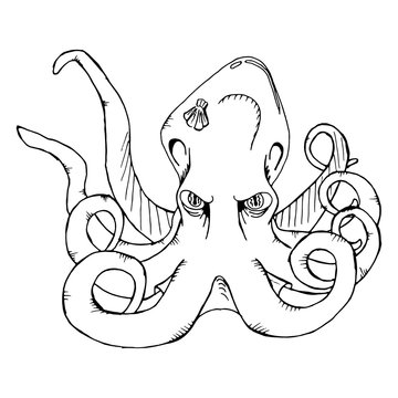 Octopus with shell. Vector illustration of cartoon funny octopus. Hand drawn doodle octopus.