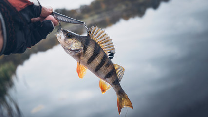 Caught fish in the hand of an angler.