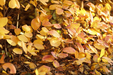 autumn leaves background. tree branch with leaves