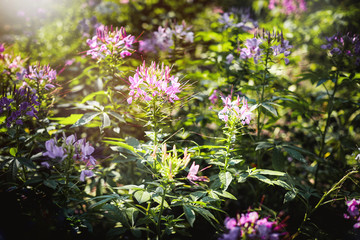 Obraz premium Selective focus pink flower with warm morning sunlight. Nature background.