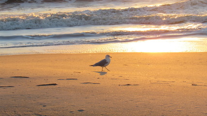 bird on the beach