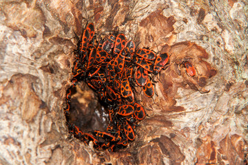 Gendarme se preparant pour passer l'hiver