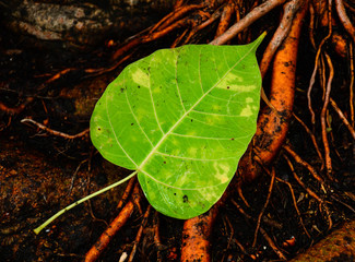 green bo leaf on tree root after raining day - closeup