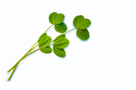 green clover leaves isolated on white background.