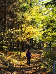 Fototapeta premium wandern im wald