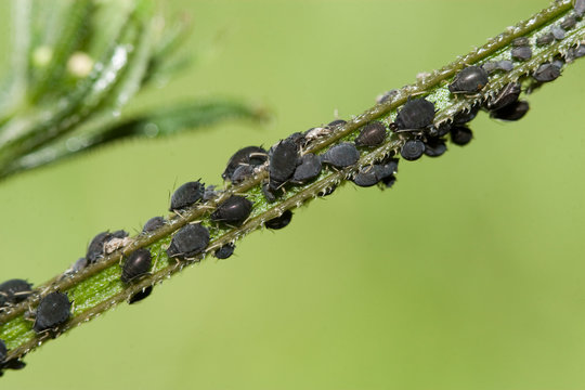 autoroute de puceron sur tige de gaillet gratteron