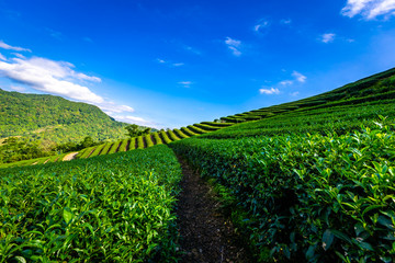 Fototapeta na wymiar Beautiful mountain and nature tea plantations.