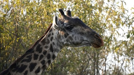 Girafe, Park de Mamyara, Tanzanie