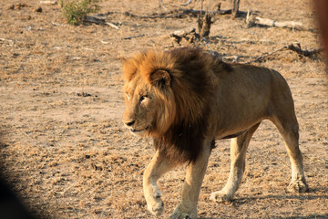 Lion et Lionesse au repos dans le bush