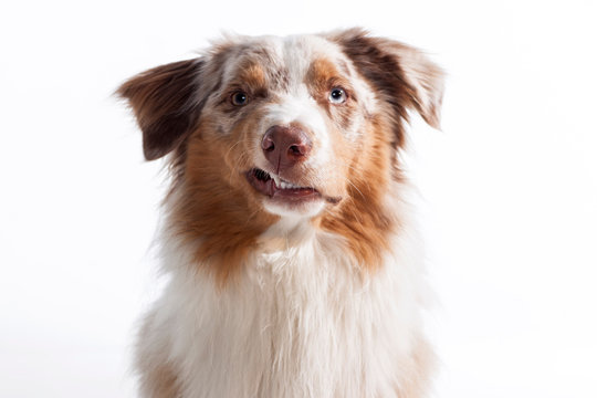 Z&auml;hne fletschender Hund