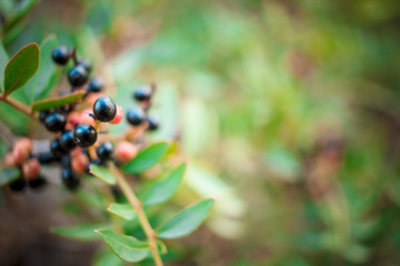 berries plant in the woods in autumn.