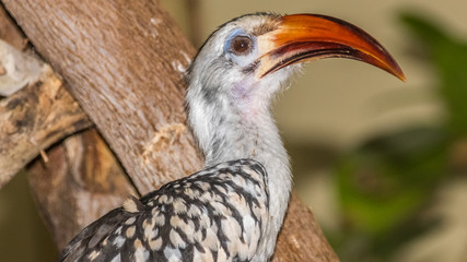 Beautiful colorful tropical bird portrait