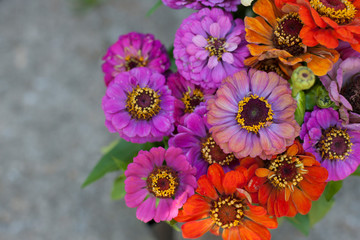 Close up on colourful Zinnia flower bouquet.
