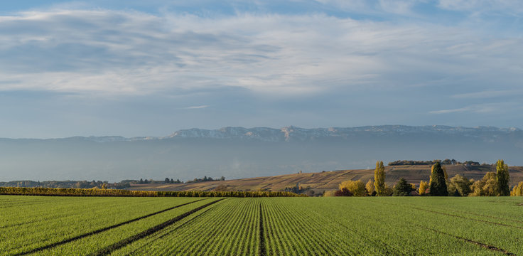 Campagne Suisse &agrave; Perly dans le Genevois