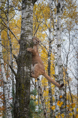 Fototapeta na wymiar Cougar (Puma concolor) Climbs Up Tree