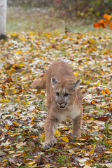 Cougar (Puma concolor) Steps Forward