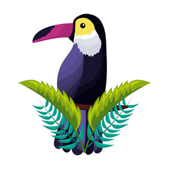exotic toucan bird leaves tropical