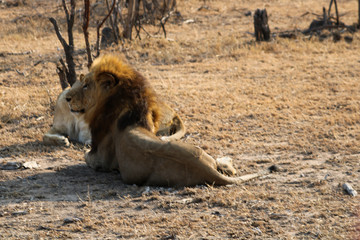 Lion et Lionesse au repos dans le bush