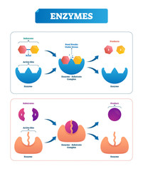 Enzyme vector illustration. Labeled cycle and diagram with catalysts. - obrazy, fototapety, plakaty
