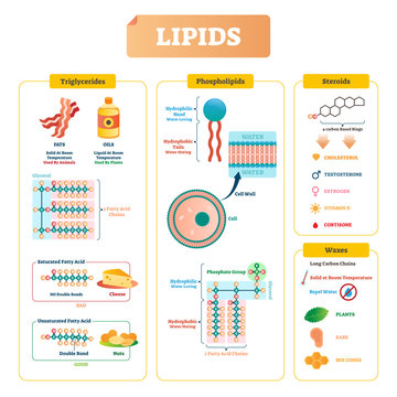 Lipids vector illustration. Triglycerides, waxes and steroids diagram.