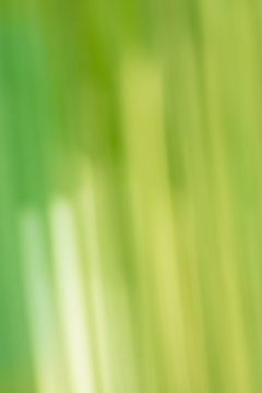 Abstract Green Motion Blur Background