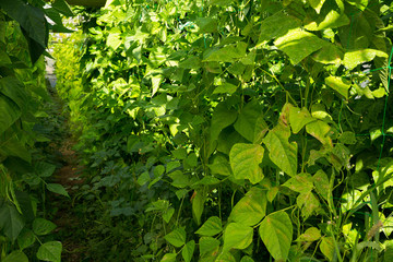 Obraz premium Seedlings of pea and soy growing in sunny greenhouse
