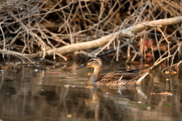 Male wild duck or Anas platyrhynchos floats in water