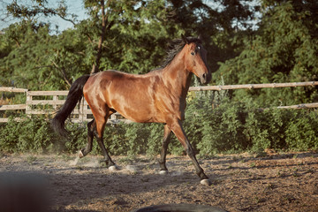 Horse running in the paddock on the sand in summer