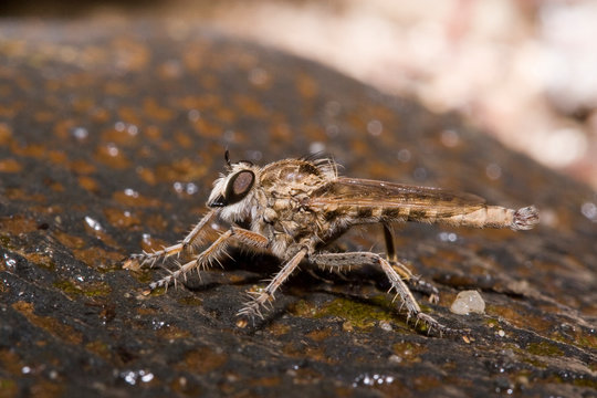 asilide au repos sur une pierre predator fly
